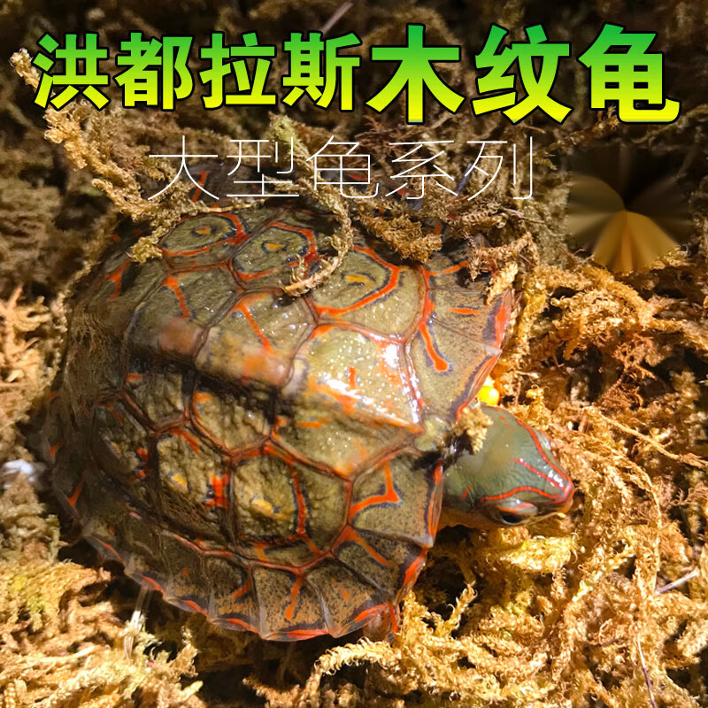 族萃外塘养殖洪都拉斯木纹龟半水龟吃菜乌龟活物观赏素食水果浅水油彩