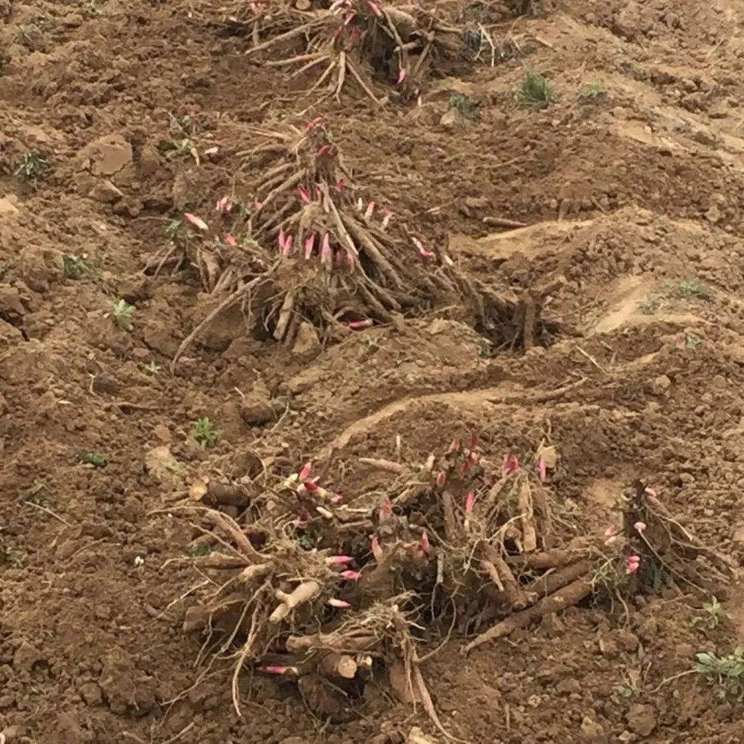 教蔬鲜生精品芍药花苗红色魅力 4--5芽
