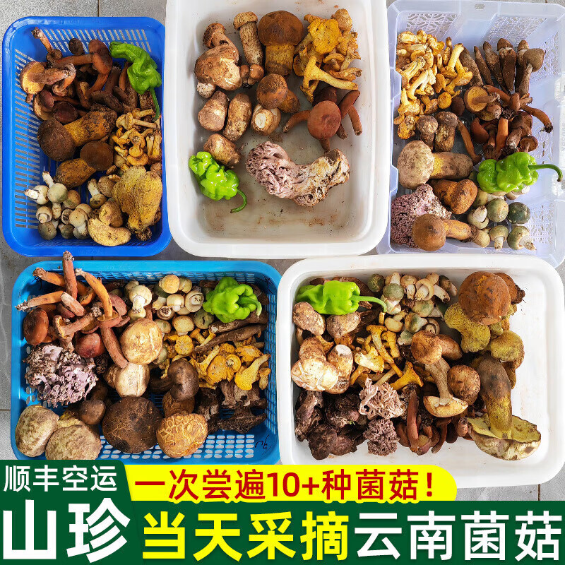 禾澹高端新鲜蘑菇菌类大全杂菌菇松茸鸡枞食用菌菇组合 菌菇6珍尝鲜