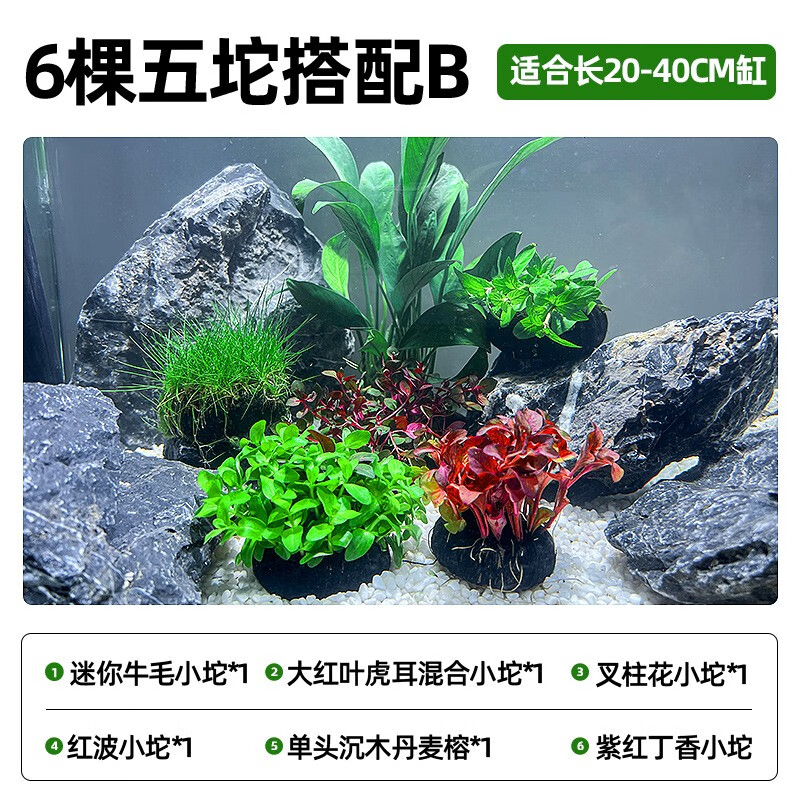 疯狂水草鱼缸造景套餐水草活体植物真草水榕牛毛前后景水草懒人趴地矮珍珠 【6棵】六坨搭配B【适合长20-40cm缸】怎么样,好用不?