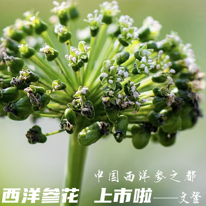 文登西洋参花茶足干参花茶花旗参花泡水 100克再 10克