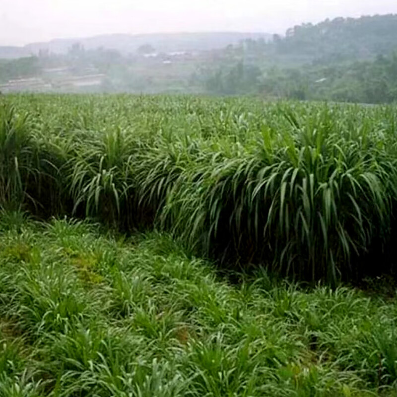 小镇有花 四倍体宽叶 黑麦草种子 耐寒牧草种籽牛羊养殖鹅兔喂鱼草籽