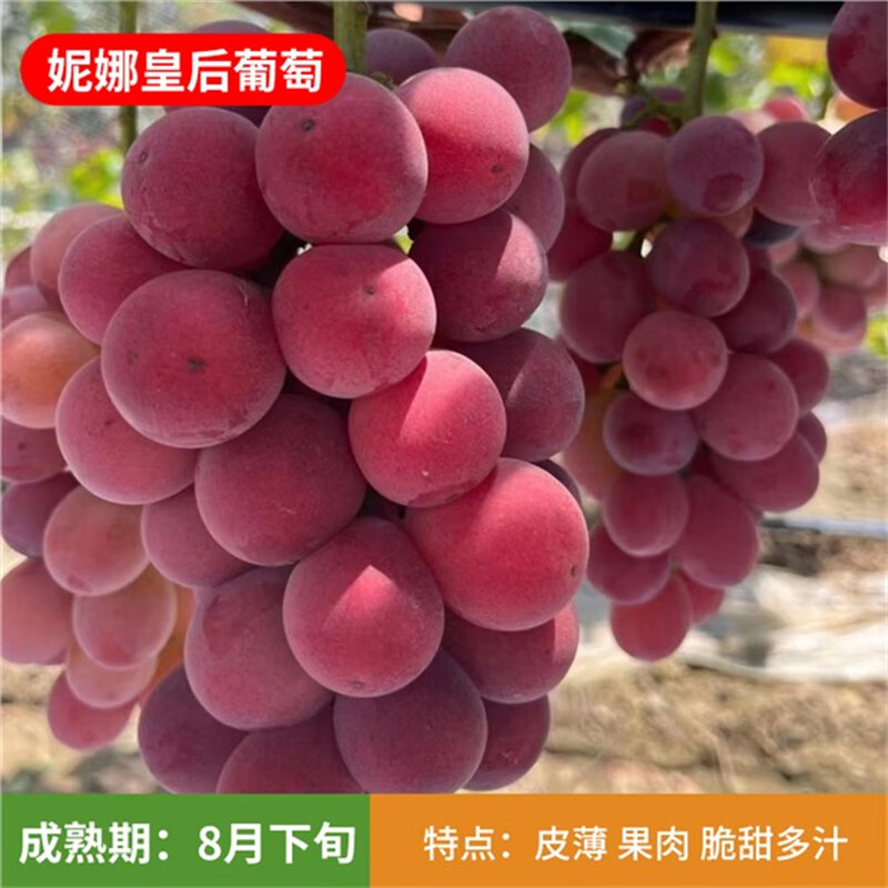 苖耐寒果树蓝宝石盆栽庭院南方北方种植巨峰无籽葡萄树苗 妮娜皇后 2