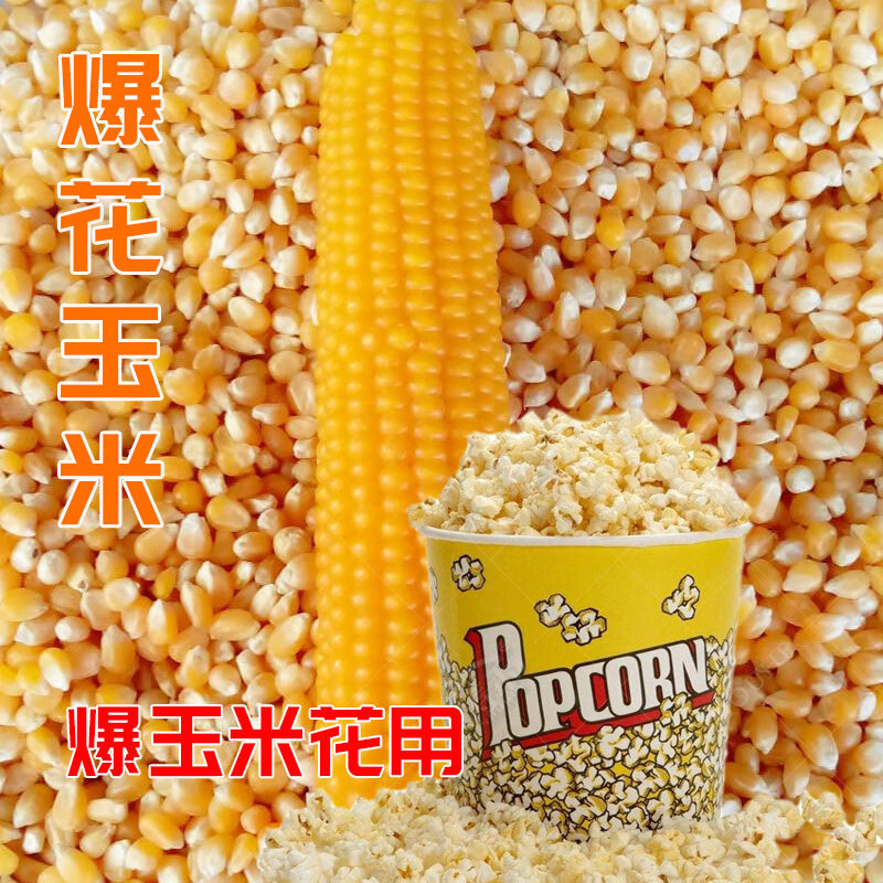 红人迷 爆米花专用爆裂小玉米种籽孑 爆玉米花早熟高产炸 爆花玉米