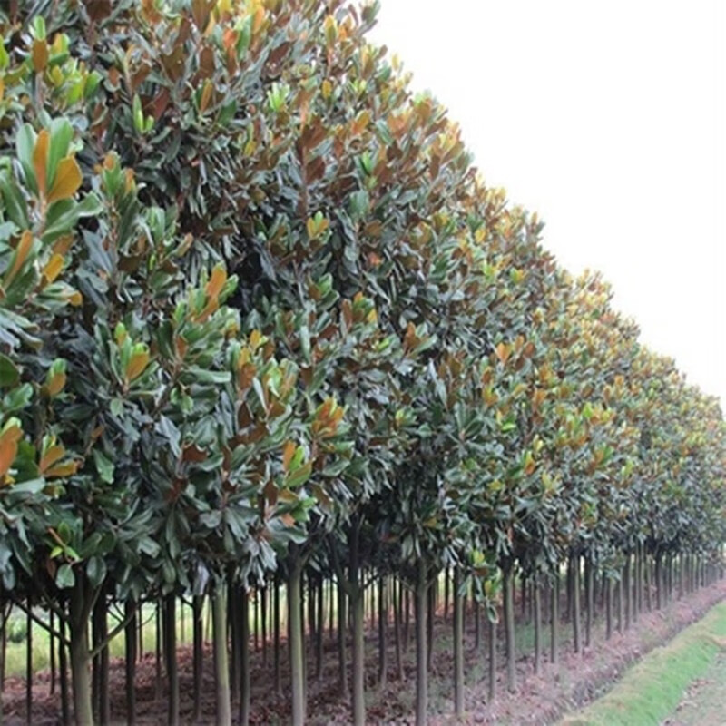 凝慧广玉兰树苗荷花玉兰苗南北方庭院栽种四季常青工程绿化行道树 3