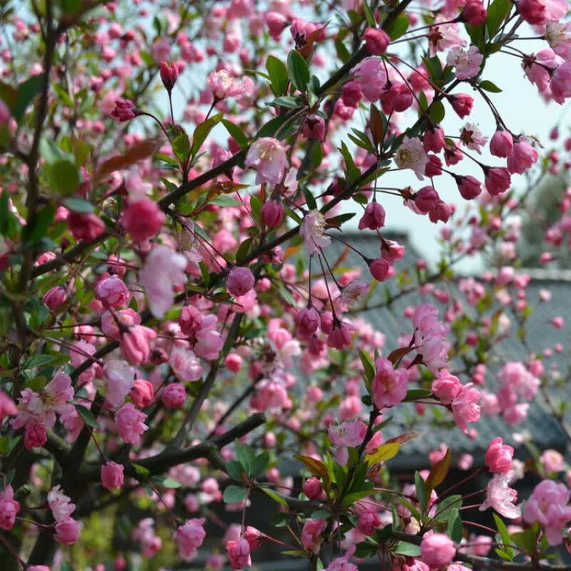 京腾花卉园林绿化苗木海棠花种嫁接苹果树种西府垂丝海棠八棱海棠木瓜
