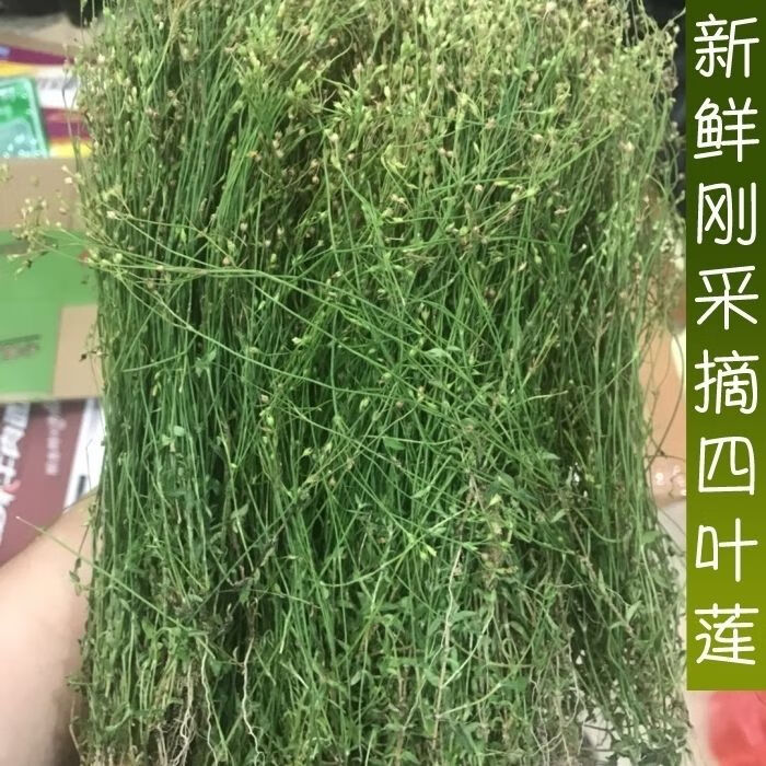 伟博新鲜精选青草药四叶莲 四合莲 四合梅 天良草 带根500g 一斤