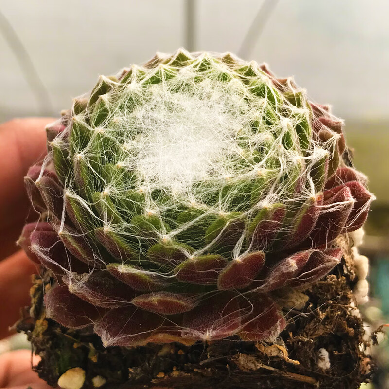 玫瑰多肉植物组合盆栽绿植昆明花卉办公室超萌大批基地直发 西瓜红