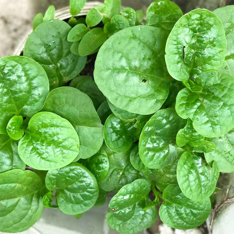 寿禾 木耳菜种子大圆叶木耳菜籽春冬季蔬菜菜籽 肥头大耳木耳菜种子