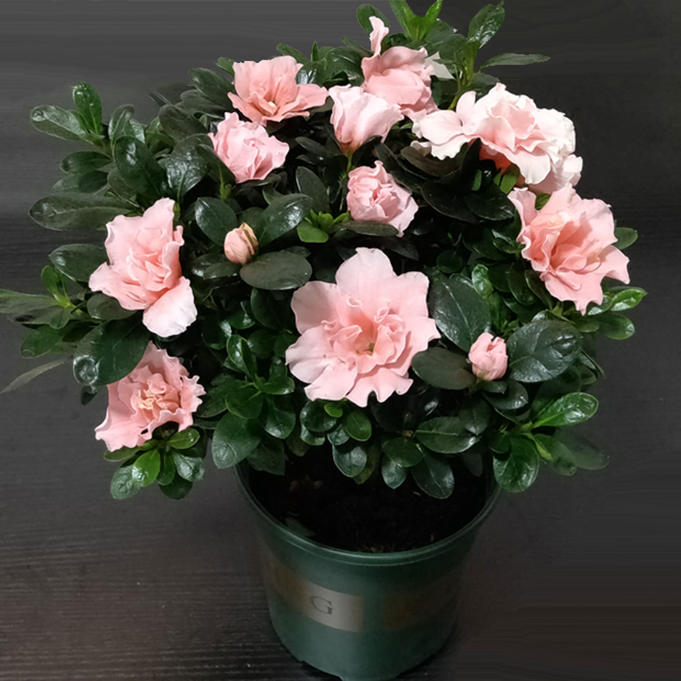 教蔬鲜生卡梵硕杜鹃花盆栽植物室内带花好养的花常年四季开花不断花卉