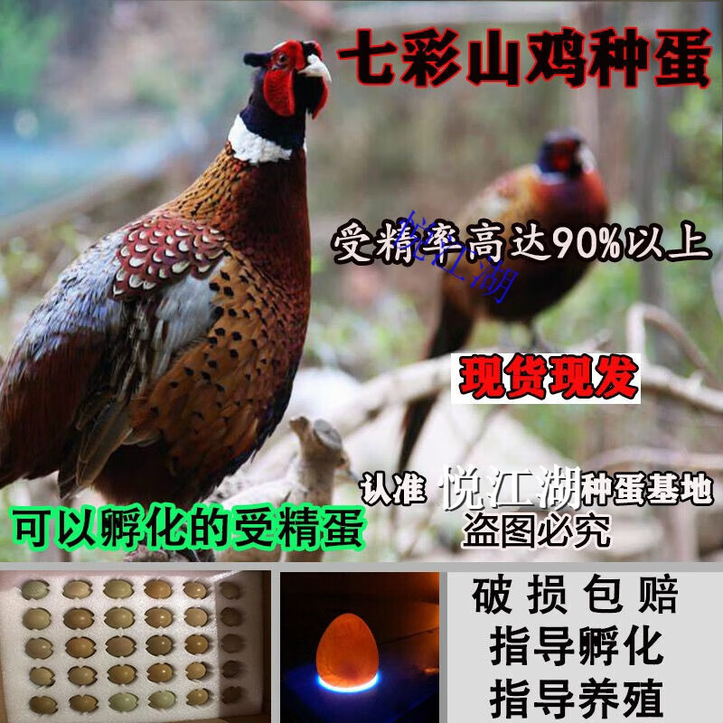悦江湖七彩山鸡种蛋高受精蛋新鲜可孵化小鸡指导孵化养殖人工 10枚(包