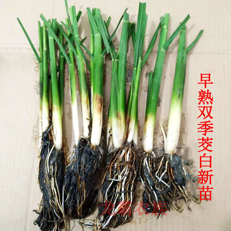 七抒水生蔬菜苗茭白种苗双季茭白苗早熟高瓜苗高笋苗四季茭白苗新 双