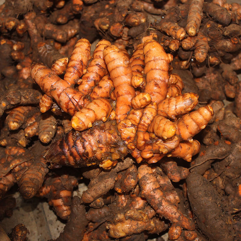 广西野生姜黄新鲜小黄姜红姜 现挖用黄姜产后调节月子 咖喱姜 2斤