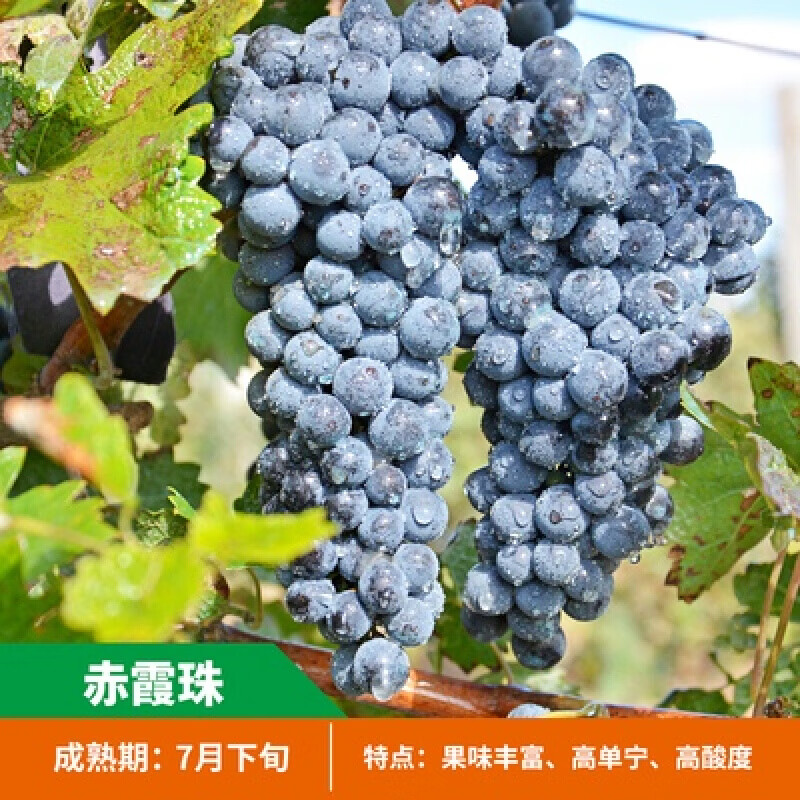 爬藤果树苗树状葡萄蓝宝石葡萄树苗葡萄秧苗阳光玫瑰庭院爬藤葡萄苗蓝