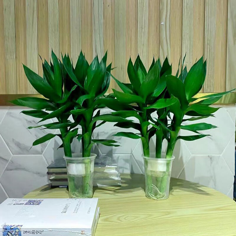 【现货现发】观音竹水培绿植盆栽富贵竹水养办公客厅长青净化空气 带根竹6支+塑料杯+肥液