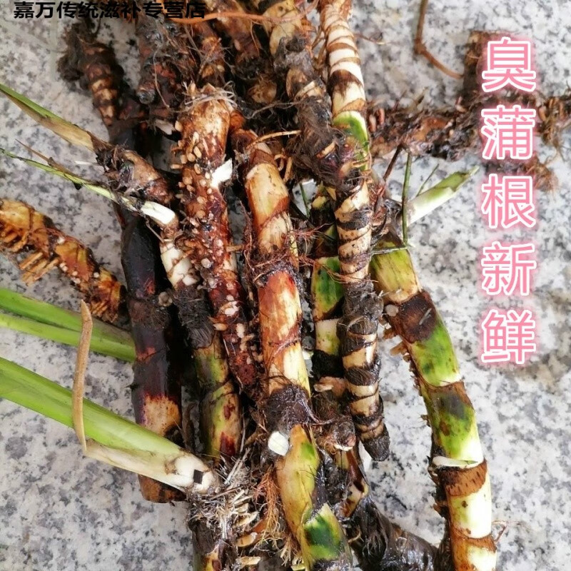 伟博臭蒲根新鲜水菖蒲根白蒲根剪须下单后采500克中草药材 下单现采