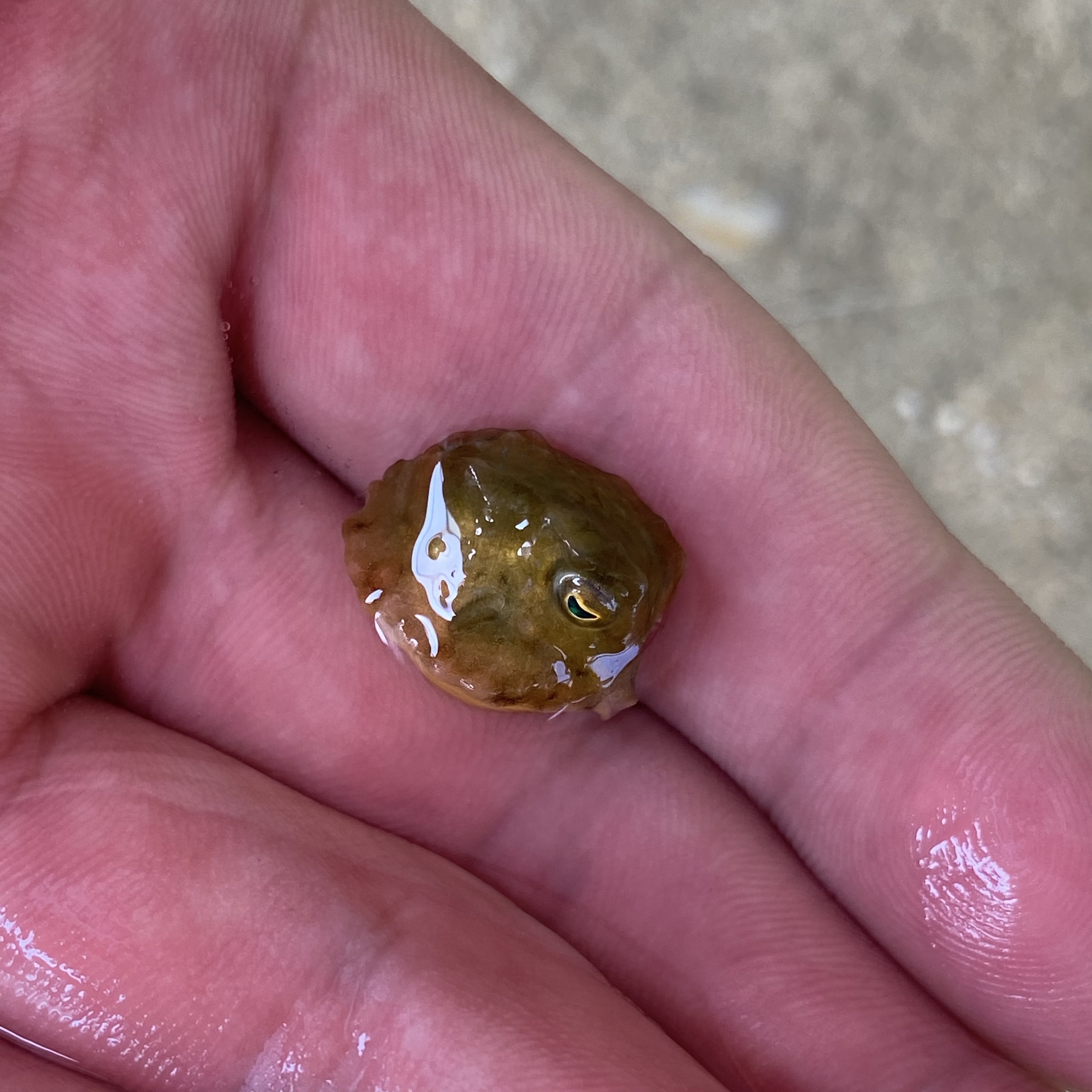 迷你牛角  海水魚觀賞魚小丑魚 迷你牛角1cm