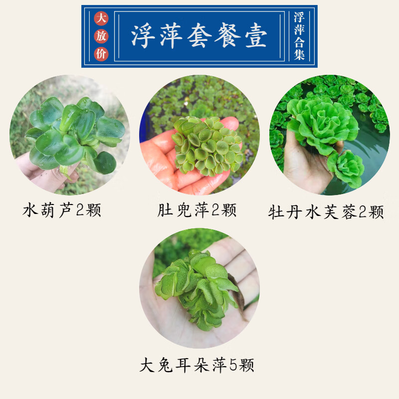 森渊水葫芦浮萍水生植物养鱼养龟鱼缸造景净化水质鱼塘水草种子水芙蓉 蓝 浮萍套餐一怎么样,好用不?