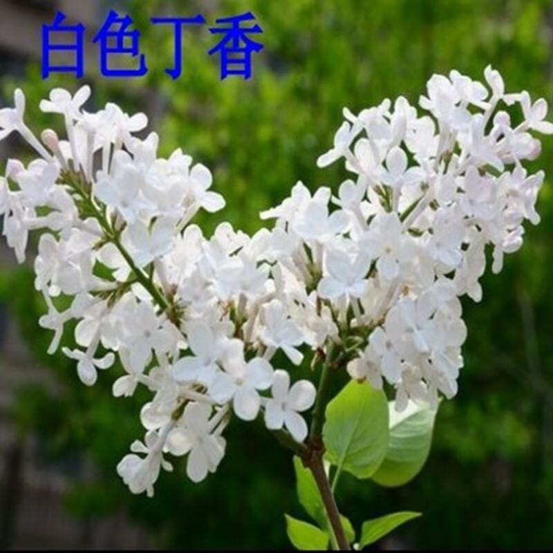树苗丁香花苗地栽盆栽南北方四季种植绿化苗木行道树景观树 白丁香 高