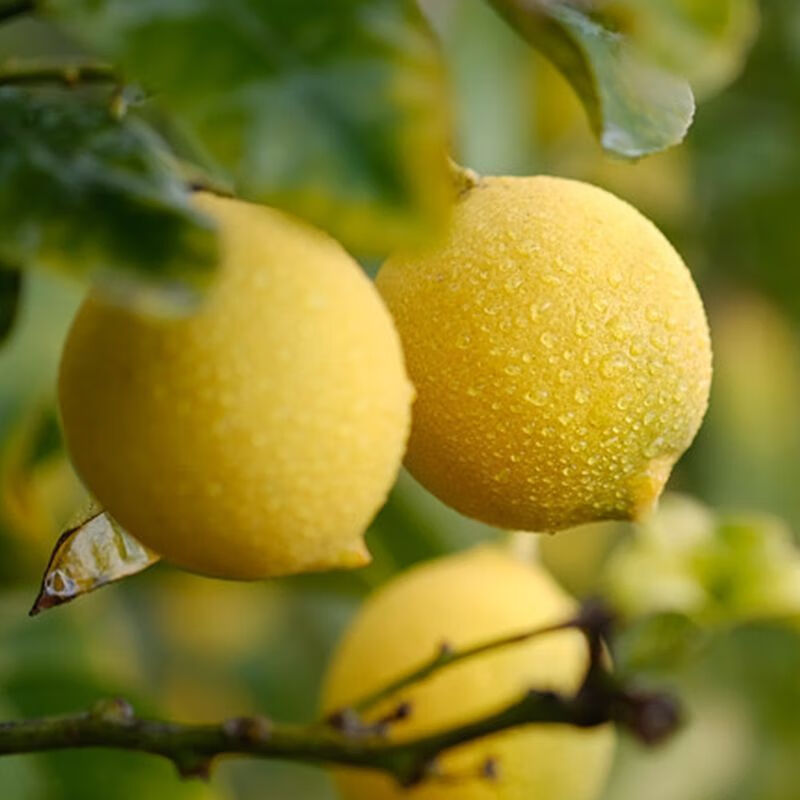 香水柠檬树苗 三网优惠券