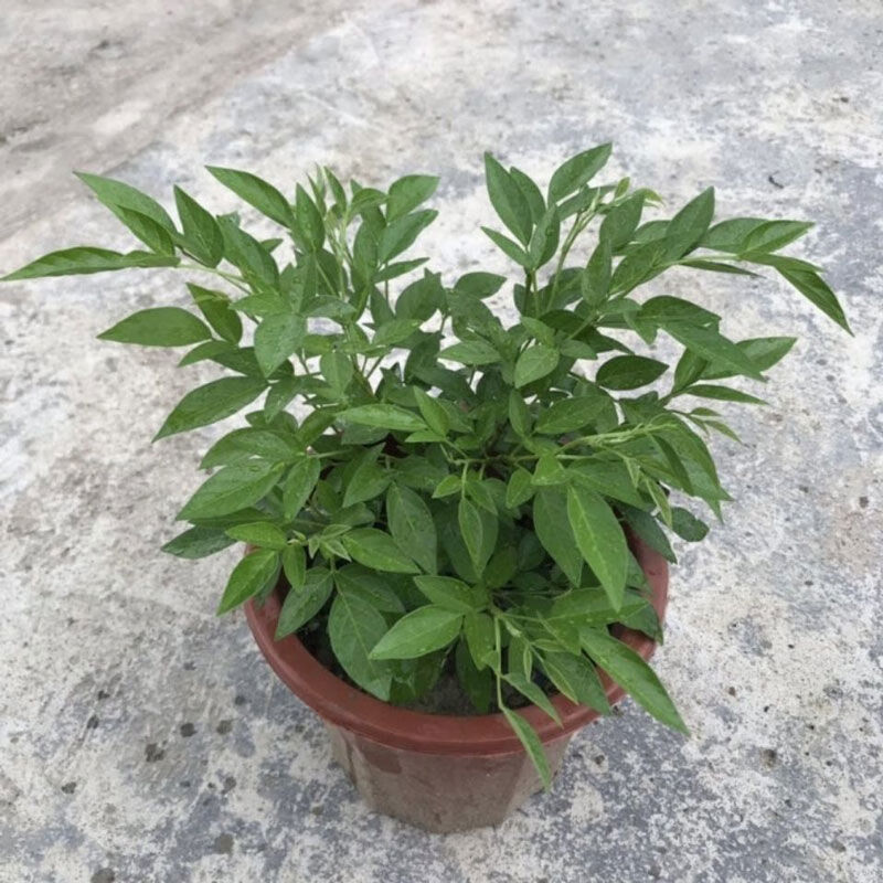石榴花潮汕仙草抹草盆栽树苗吉祥喜事花草 仙草2年苗【原土原红盆】