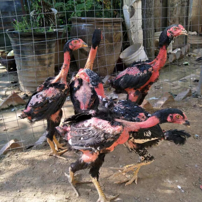 斗鸡活苗小鸡越南纯种斗鸡苗泰国斗鸡苗盖沙斗鸡苗提供养殖技术 越南