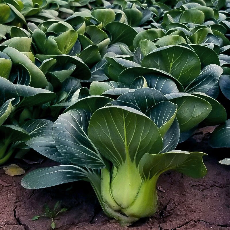 北蔬 蔬菜种子大全品种阳台四季播种 批发家庭种植农科院春天 (小油菜