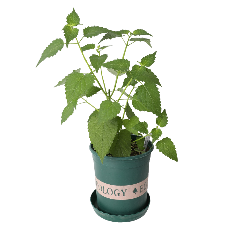 ũ֮�� �Ų�������������Ҷ������ݿ�ʳ�ý𲻻����� ޽���� 5��/�������粻���� 11.8Ԫ