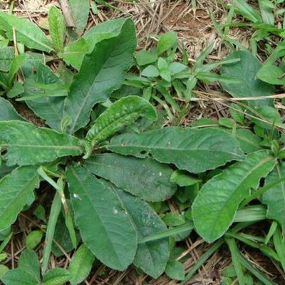 北京同仁堂原材料羊耳草 地胆头 土柴胡 苦地胆 野生新鲜带叶 500克