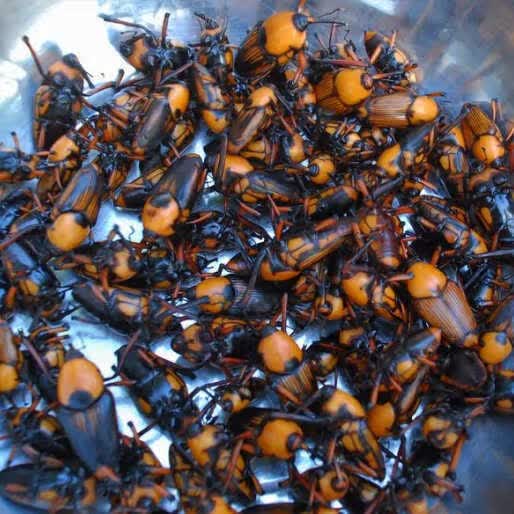 伟博冰冻竹象虫 山珍美味烧烤美食小吃400克 云南特产竹虫 竹笋虫香脆