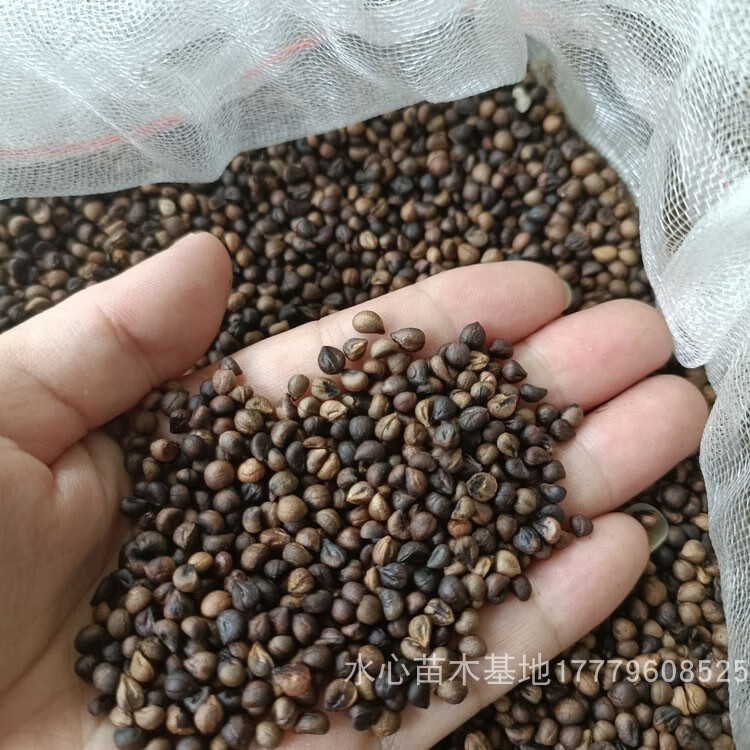 白蔹种子种苗蛇葡萄山地瓜野红薯五爪藤根白敛中草种子 种子50克