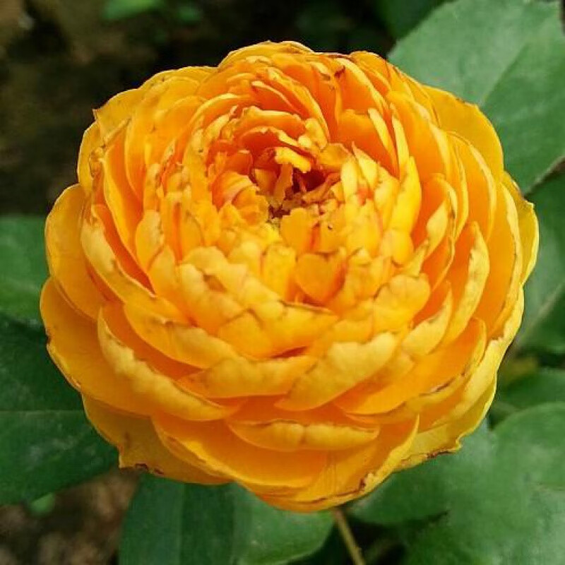 蜂蜜焦糖 月季花苗 法国月季/抗病抗热/小藤本/花期长 多花 小苗