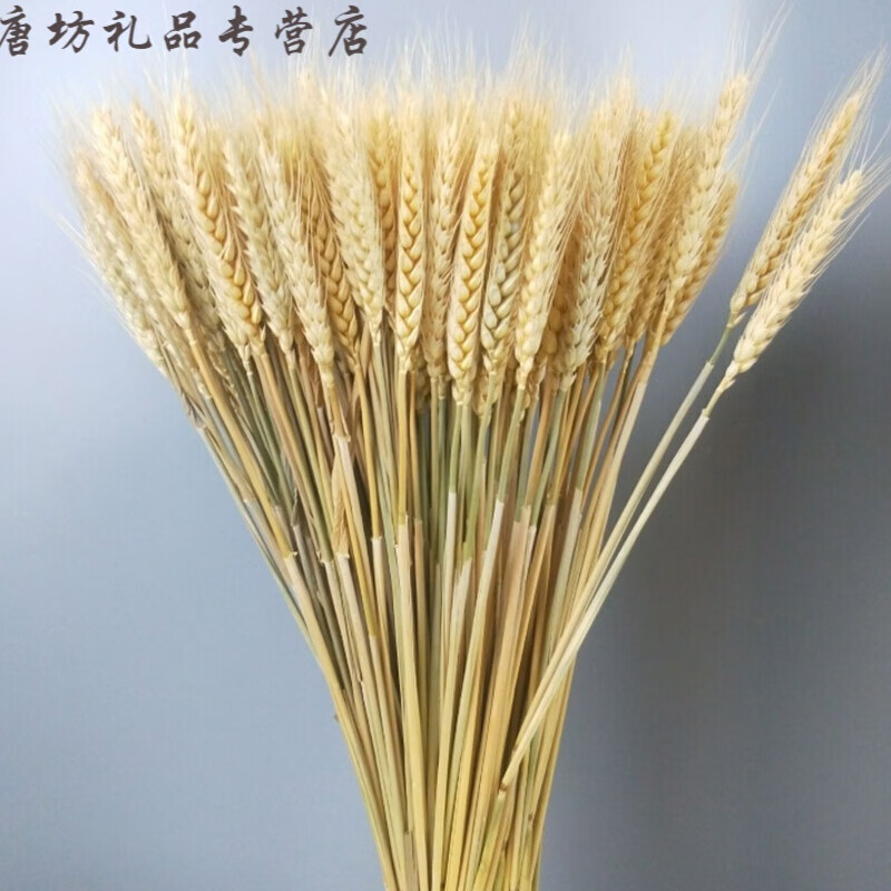 天然黄金麦穗干花花束舞台道具客厅橱窗装饰摆件乔迁开业大麦穗 原色