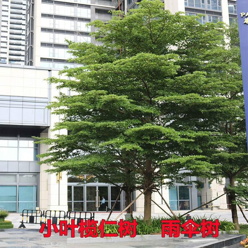 魔月小叶榄仁树苗细叶榄仁树名贵苗木庭院绿化风景树雨伞树四季常绿