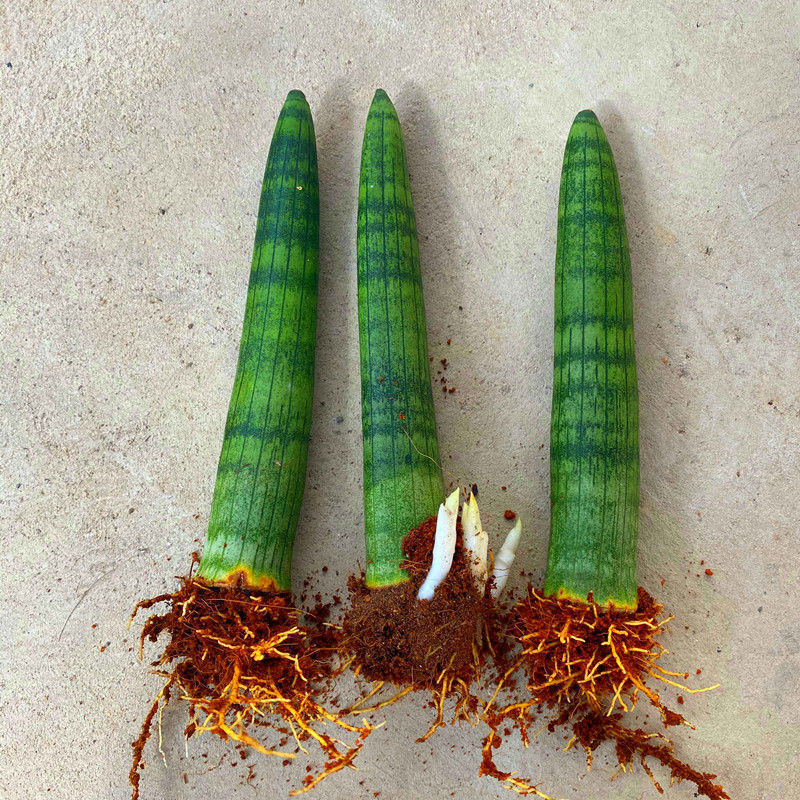 【现货现发】【擎天柱】虎皮兰室内植物好养四季绿植盆栽花卉养不死的