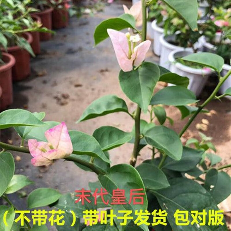 三角梅盆栽老桩重瓣绿茵大苗四季开花带花苞多色花卉耐寒爬藤 末代