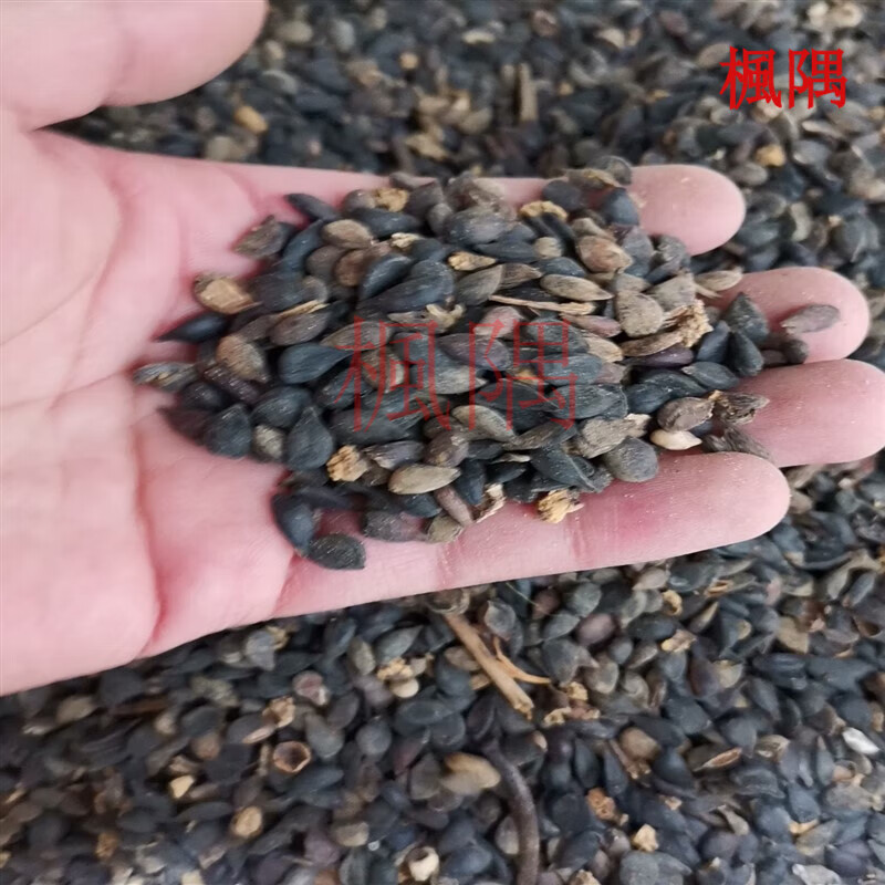 楓隅梨树种子果树种籽四季多年生景观绿化工程观叶种孑 梨树种子一斤