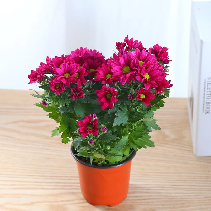 雏菊千头菊如意菊小米菊美人菊阳台开花花卉植物 菊花【玫红色】 带
