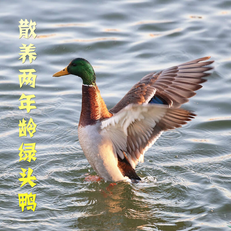 诺斯食美湖北特产绿头鸭青头鸭飞鸭农家散养精瘦瘦肉型老品种麻鸭 700