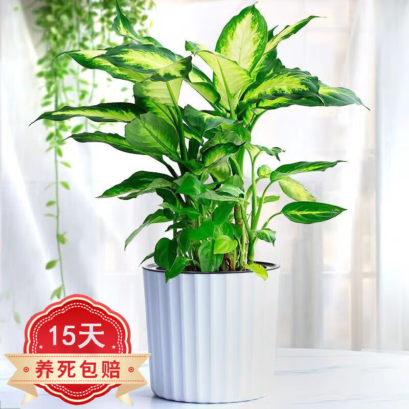 沭之美 粉黛绿植小盆栽室内桌面青叶植物花卉盆景客厅绿色常青植物