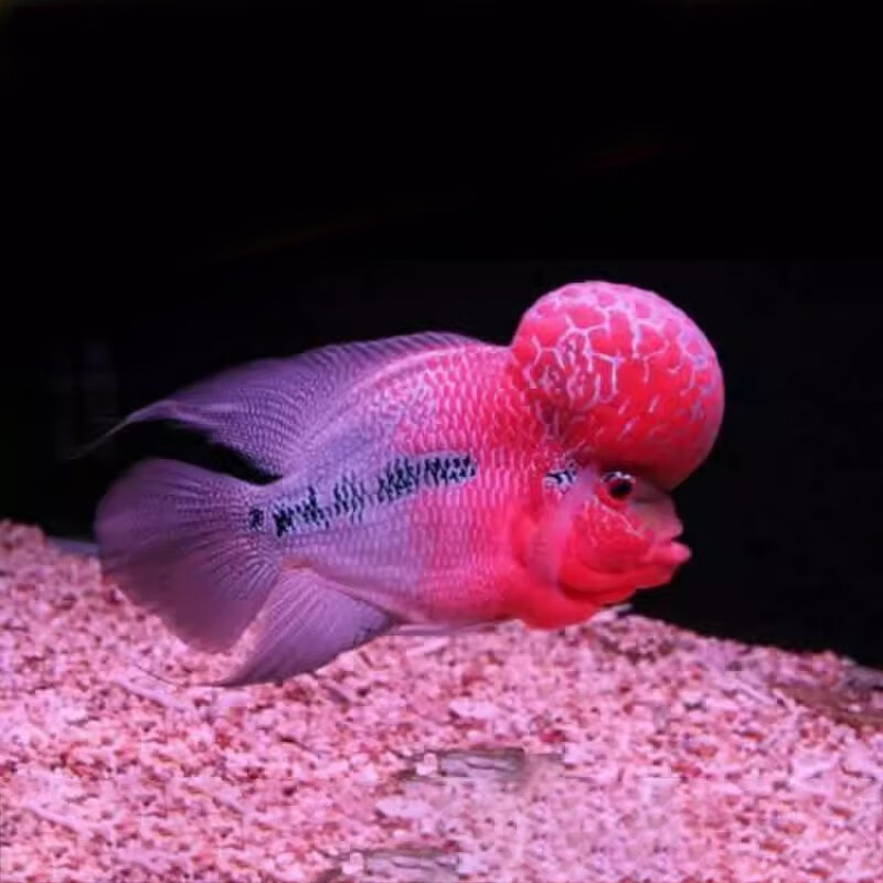 jypet精品爆头鸿运当头罗汉鱼活鱼亚成鱼幼苗热带鱼观赏鱼活体 精选6