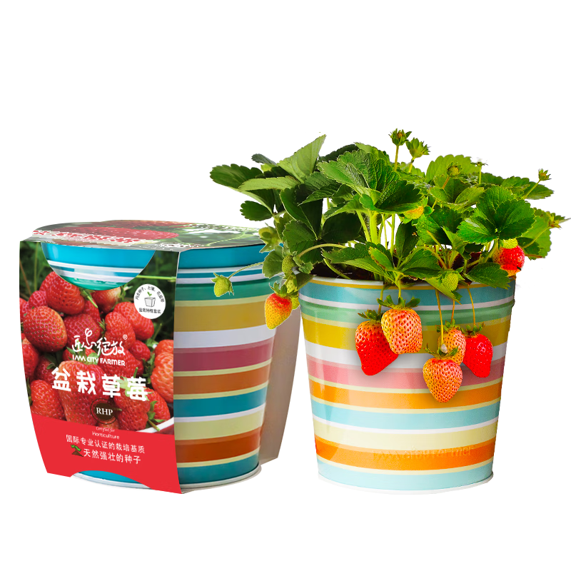IAMCityFarmer品牌盆栽走势分析和草莓DIY盆栽评测|查绿植盆栽价格历史