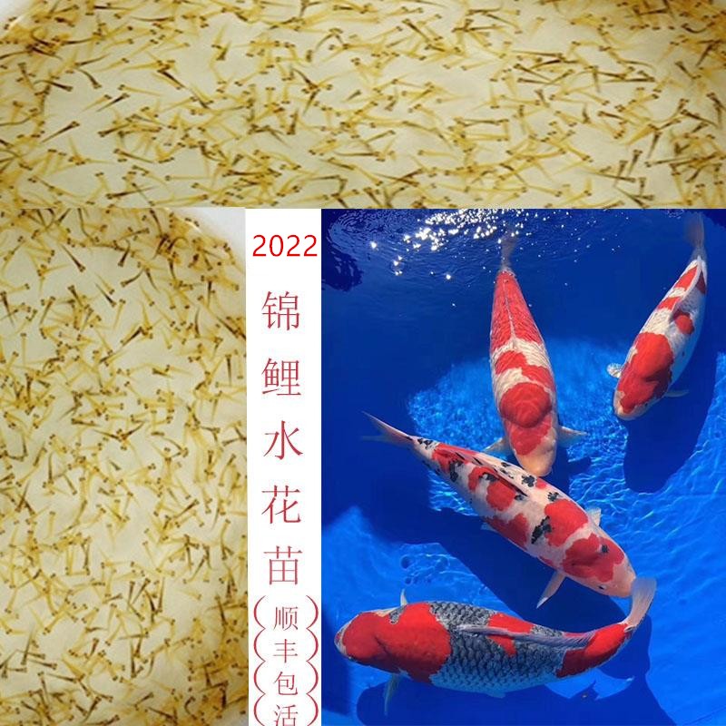 欣锦宠2024锦鲤水花日本纯种锦鲤苗水花苗活体红白大正昭和白写小鱼
