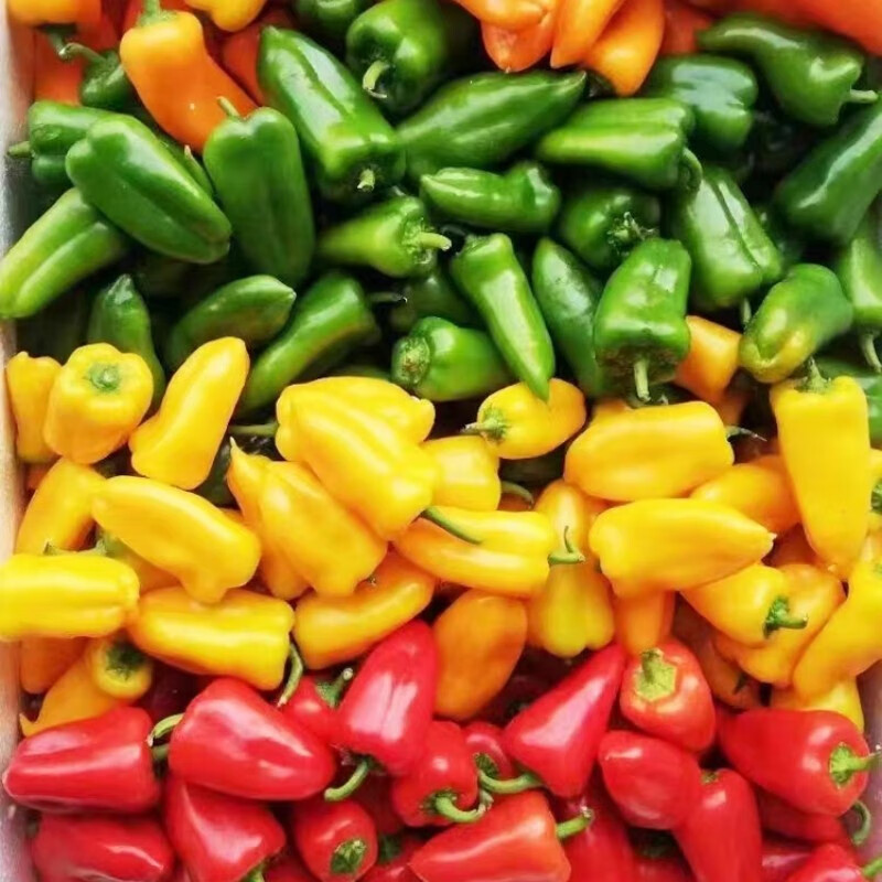 农大姐妹水果彩椒 山东五彩甜椒  七彩生吃彩椒 当季沙拉蔬菜新鲜甜椒凉拌 顺丰冷链上门4斤