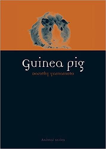 预订 guinea pig