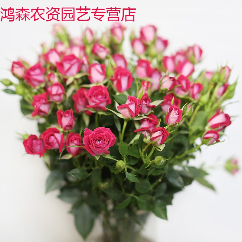 多头玫瑰花鲜花云南直发批速递家用a级水养蔷薇泡泡花束顺丰 波塞尼娜