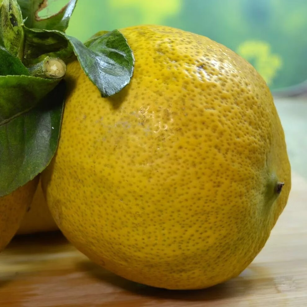 【现货直发】塔咔香橼云南特产香园合作社直供当天新鲜水果 5斤香橼