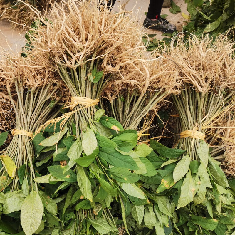 (10株)黄花倒水莲观音串倒水莲一身保暖林下庭园观赏 (10株)二年苗