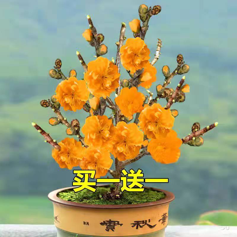 带花苞发货耐寒梅花盆栽地栽浓香红梅北方种植好成活 颜色-橙色()