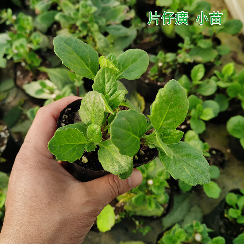 花姬草盆栽 苗可食用蔬菜清凉香草植物盆栽 绿色种植  小苗(带营养钵